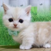 ミヌエット(短足)