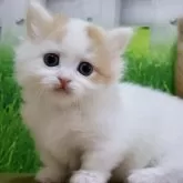 マンチカン(短足)