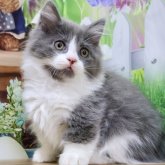 マンチカン(短足)