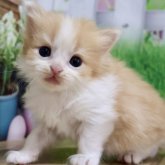 マンチカン(長足)
