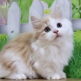 マンチカン(短足)