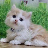 マンチカン(短足)