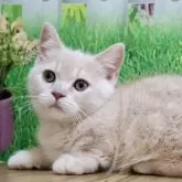 マンチカン(短足)【岐阜県・女の子・2025年3月22日・クリームタビー】の写真6