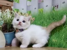 マンチカン(短足)【岐阜県・男の子・2025年9月13日・クリームタビー&ホワイト】の写真2