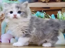 マンチカン(長足)【岐阜県・女の子・2025年2月3日・ダイリュートキャリコ】の写真8