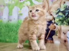 マンチカン(長足)【岐阜県・女の子・2025年6月15日・レッドタビー】の写真10