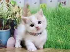 マンチカン(短足)【岐阜県・男の子・2025年9月13日・クリームタビー&ホワイト】の写真3