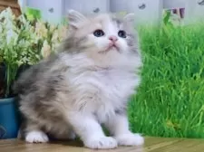 マンチカン(長足)【岐阜県・女の子・2025年2月3日・ダイリュートキャリコ】の写真9