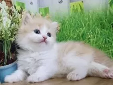 マンチカン(短足)【岐阜県・女の子・2025年3月31日・クリームタビー&ホワイト】の写真4