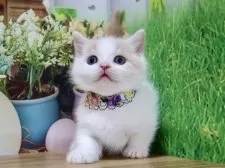 マンチカン(短足)【岐阜県・男の子・2025年9月13日・クリームタビー&ホワイト】の写真4