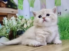 マンチカン(短足)【岐阜県・男の子・2025年11月8日・レッドタビー】の写真4