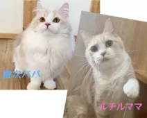 マンチカン(短足)【岐阜県・男の子・2025年9月13日・クリームタビー&ホワイト】の写真5「パパ&ママです」