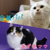 マンチカン(短足)【岐阜県・男の子・2025年11月8日・レッドタビー】の写真5「パパ&ママ」