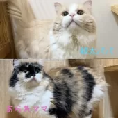マンチカン(長足)【岐阜県・女の子・2025年6月12日・クリームタビー&ホワイト】の写真5「パパ&ママ」