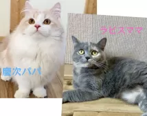 マンチカン(短足)【岐阜県・女の子・2025年8月24日・クリームタビー&ホワイト】の写真5「パパ&ママ」