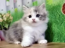 マンチカン(長足)【岐阜県・女の子・2025年2月3日・ダイリュートキャリコ】の写真3