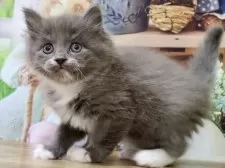 マンチカン(長足)【岐阜県・男の子・2025年1月28日・ブルー&ホワイト】の写真2