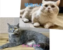 マンチカン(短足)【岐阜県・男の子・2025年3月22日・クリームタビー&ホワイト】の写真5「琥珀パパ&ラピスママ」