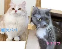 マンチカン(短足)【岐阜県・男の子・2025年9月1日・ブルー&ホワイト】の写真7「パパ&ママ」