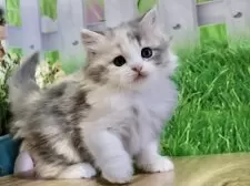 マンチカン(長足)【岐阜県・女の子・2025年2月3日・ダイリュートキャリコ】の写真5