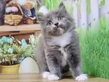 マンチカン(長足)【岐阜県・男の子・2025年1月28日・ブルー&ホワイト】の写真5