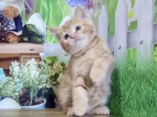 マンチカン(長足)【岐阜県・女の子・2025年6月15日・レッドタビー】の写真8