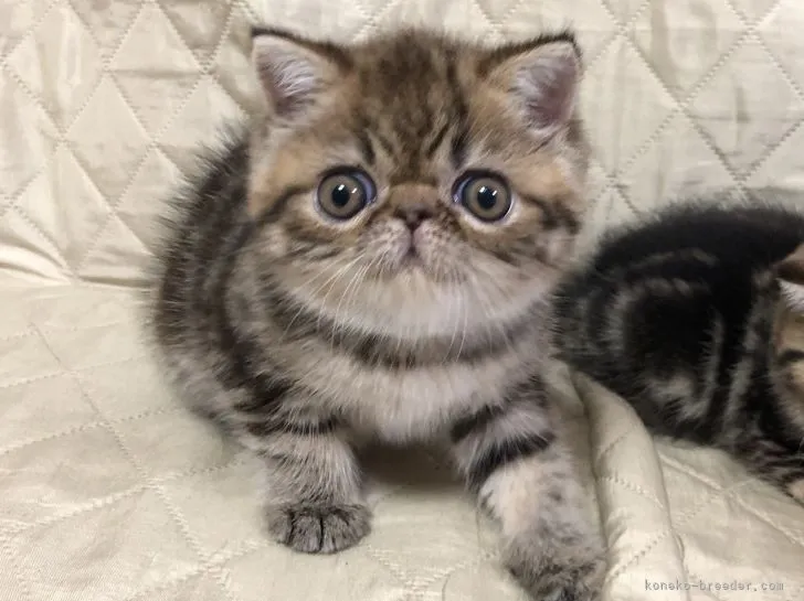 ID：2109-00377の子猫
