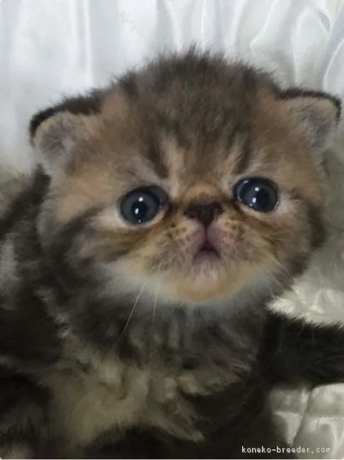 ID:1608-00069の子猫