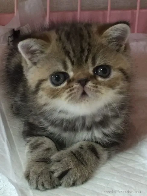 ID:1709-01177の子猫