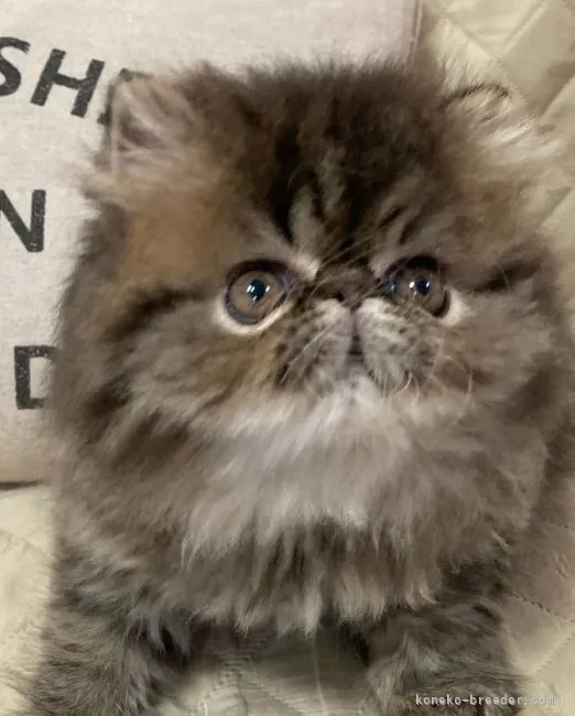 ID：2204-01263の子猫