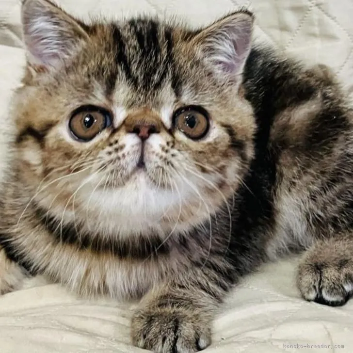 ID:2210-01422の子猫