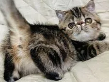 エキゾチックショートヘア【京都府・女の子・2022年9月1日・ブラウンタビー】の写真2「11月16日撮影」