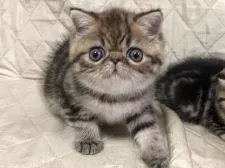 エキゾチックショートヘア【京都府・女の子・2021年7月18日・ブラウンタビー】の写真3「9月4日撮影」