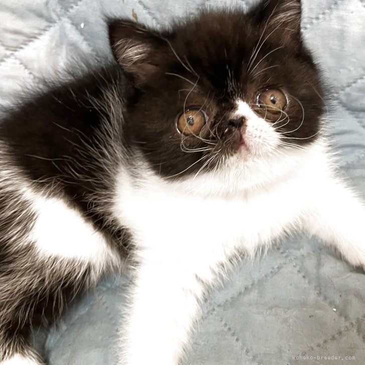 ブリーダー画像