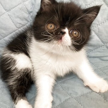 エキゾチックショートヘア【京都府・男の子・2025年8月26日・ブラック&ホワイト（ふわふわです✨）】の写真「穏やかで陽気な男の子です」