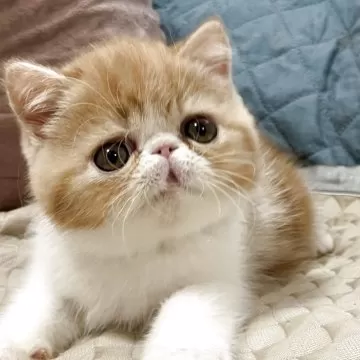 テディベア エキゾチック子猫ちゃん ハイハイねこちゃんは エキゾチックショートヘアにしました。 手