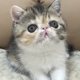エキゾチックショートヘア