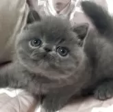エキゾチックショートヘア
