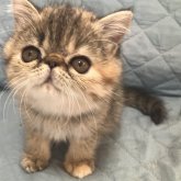 エキゾチックショートヘア