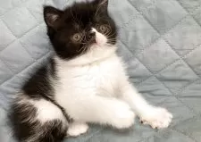 エキゾチックショートヘア【京都府・男の子・2025年8月26日・ブラック&ホワイト】の写真4