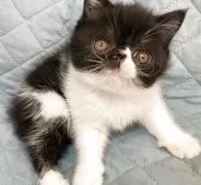 エキゾチックショートヘア【京都府・男の子・2025年8月26日・ブラック&ホワイト】の写真7