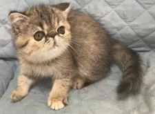 エキゾチックショートヘア【京都府・女の子・2025年8月26日・ブラウンパッチドマッカレルタビー】の写真7