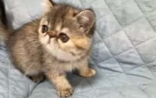 エキゾチックショートヘア【京都府・女の子・2025年8月26日・ブラウンパッチドマッカレルタビー】の写真8