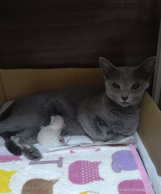 ロシアンブルー【・女の子・2019年6月25日・ブルー】「二度めの出産時」