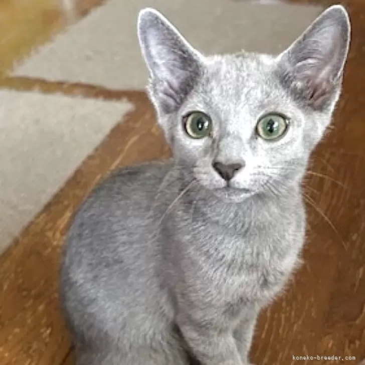 T.N 様のお迎えした子猫