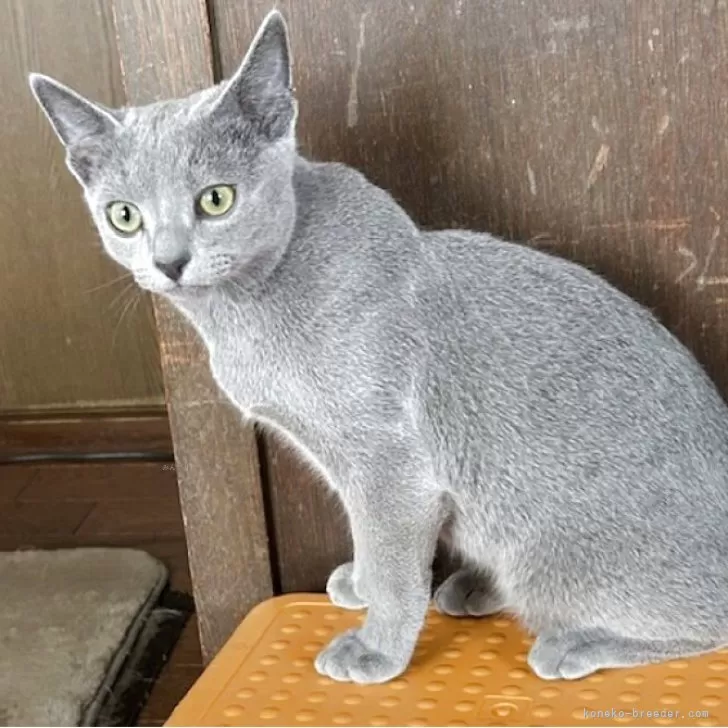 ID:2502-02539の子猫