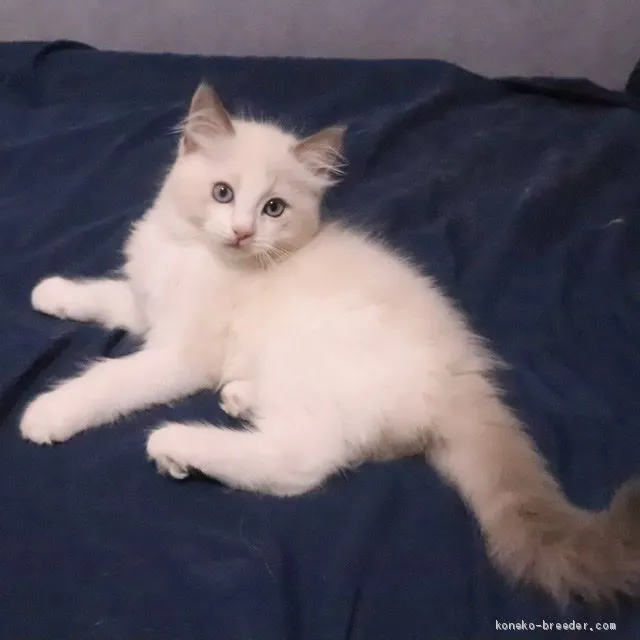 ID：2008-01906の子猫