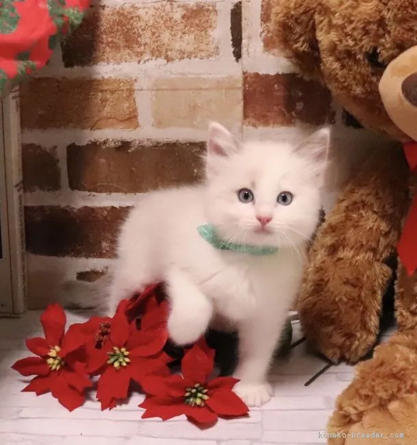 ID：1812-00278の子猫