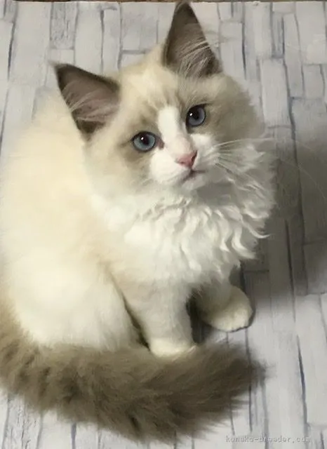 ID：2009-01882の子猫