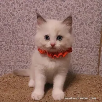 ID：1909-00743の子猫